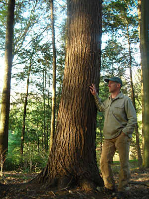 David Yasenchack and tree