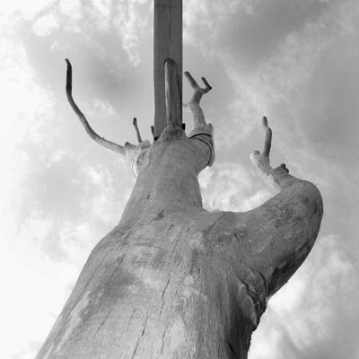 Family tree timber frame